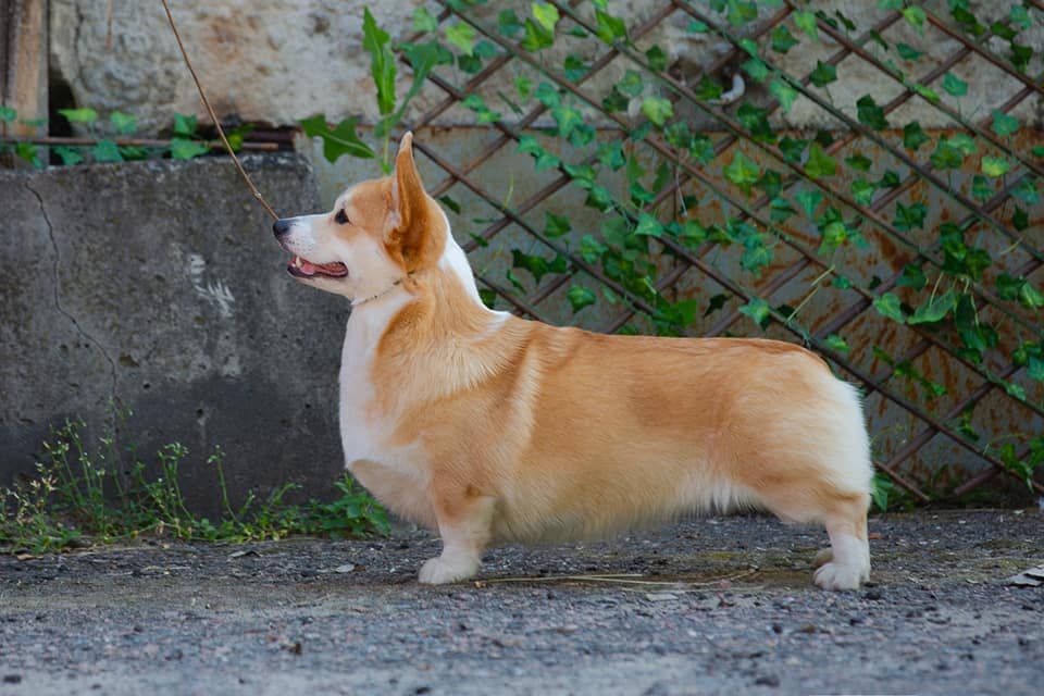 Vlaterfolg Villafranca Tirrena | Pembroke Welsh Corgi 