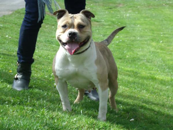 Elia dite Xéna | American Staffordshire Terrier 