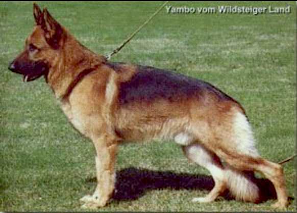 Yambo vom Wildsteiger Land | German Shepherd Dog 