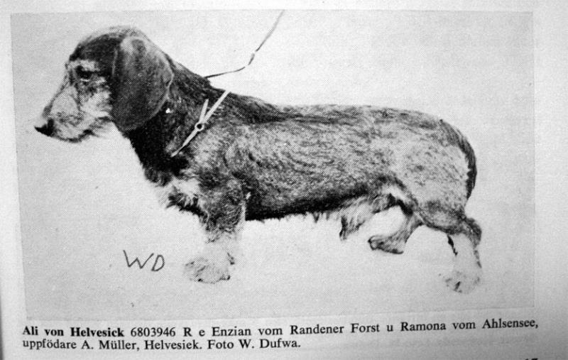 Ali Von Helvesiek | Dachshund 