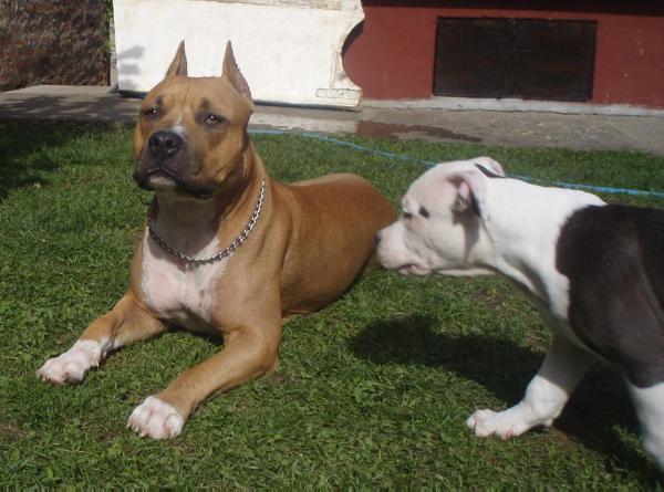 Gaja od 1300 Kaplara | American Staffordshire Terrier 