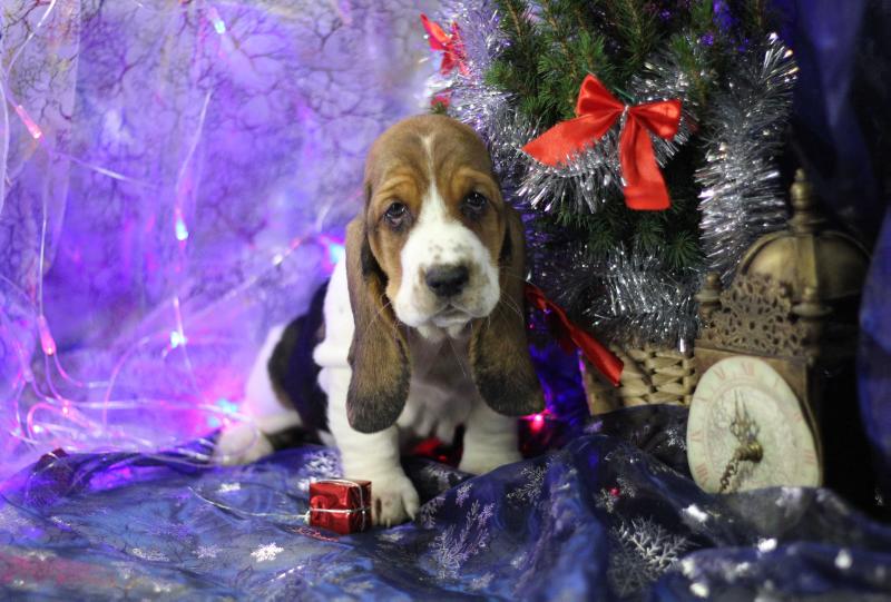 Germiona Gin | Basset Hound 