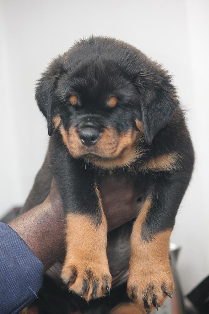 Lagvuchi Givenchy | Rottweiler 