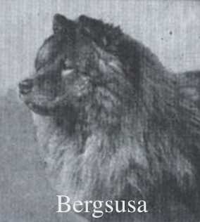Bergsusa (1913) AKC 229035 | Chow Chow 