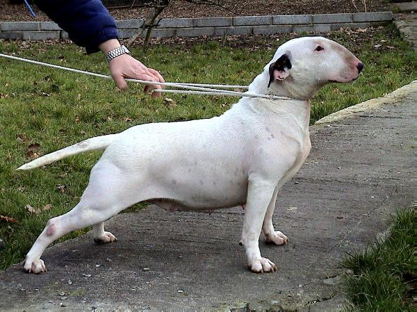 Terjo's One more time | Bull Terrier 