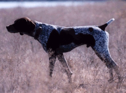 Bluemax Spitfire v Grief | German Shorthaired Pointer 