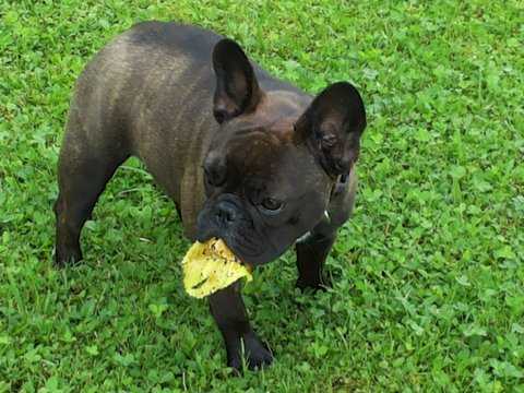 Diamond French Siu | French Bulldog 