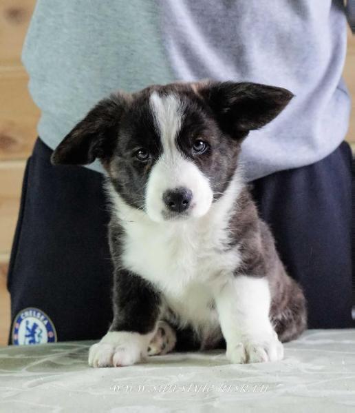 Sun Style Vezhlivost' Korolejj | Cardigan Welsh Corgi 