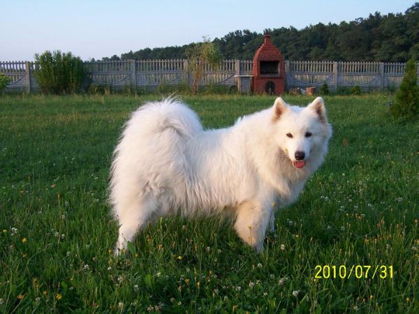 BLUE ANNE OF BENJI Virta Valo | Samoyed 