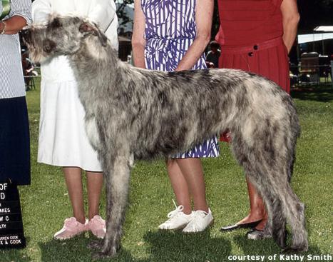 Kaelyn's Promise of Limerick | Irish Wolfhound 