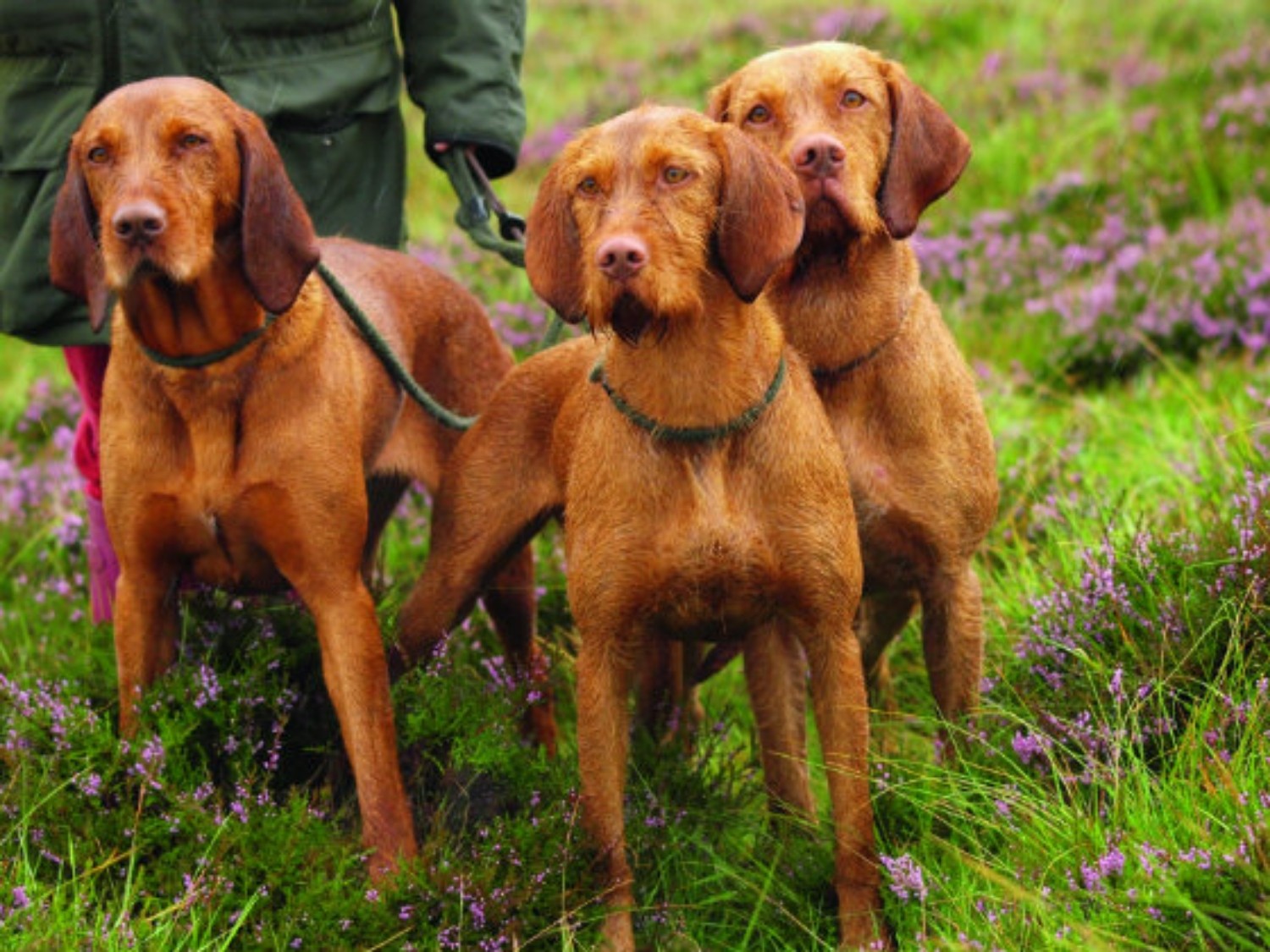 Wirehaired Vizsla
