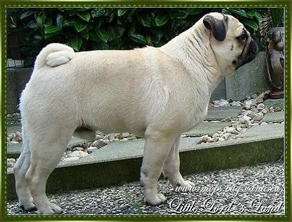 Wilkoria BIFUR | Pug 