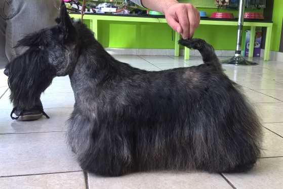 Raibeart Hush Puppy | Scottish Terrier 