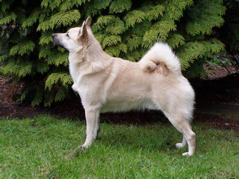 Norwegian Buhund