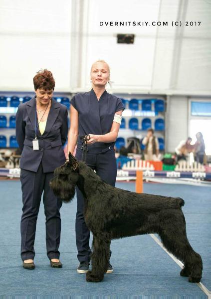 ZARINA’S DESIGN TENGO UN SUEÑO | Giant Schnauzer 