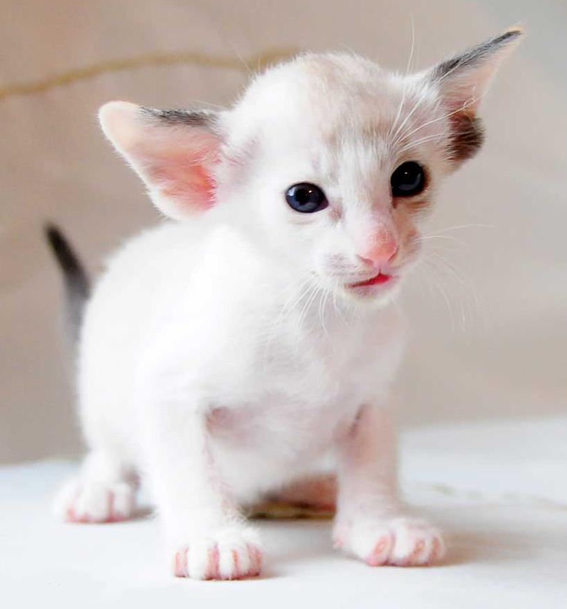 Oriental Shorthair