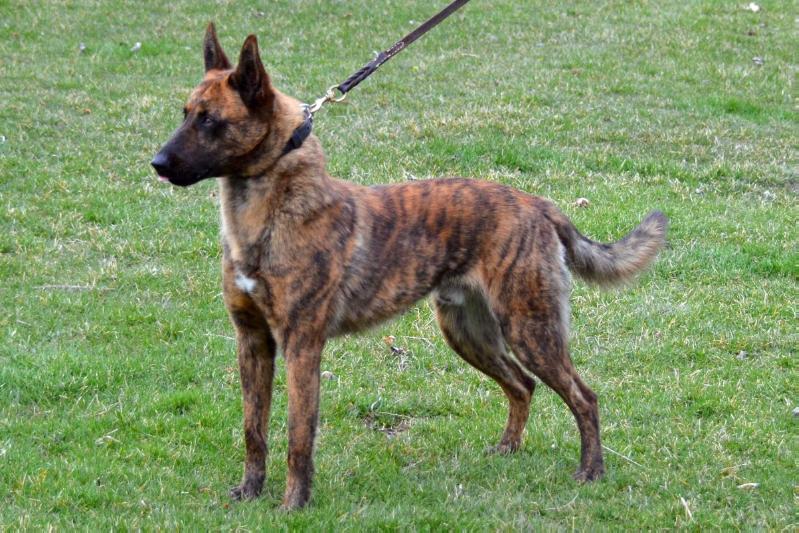 Cher Car's Dexter du Vandalia | Dutch Shepherd 