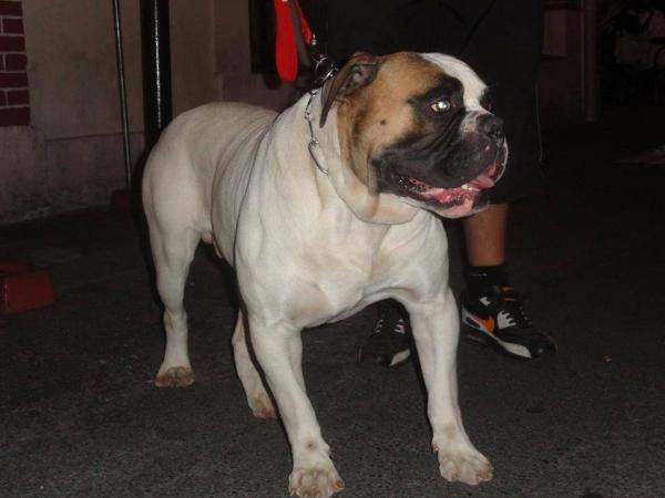 Elton THIEREZ's | American Bulldog 