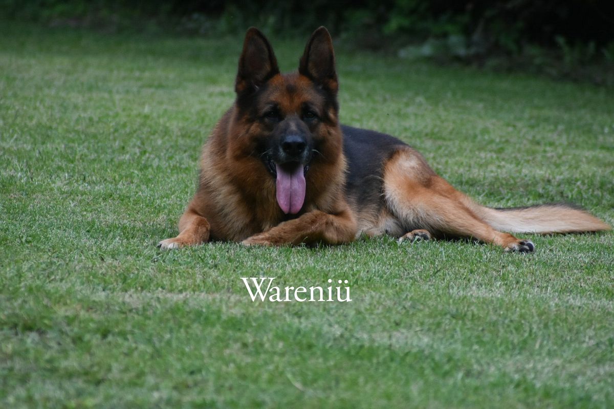 Kliff del Re di Denari | German Shepherd Dog 