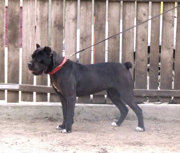 Eila della Valle degli Orsi Ali | Cane Corso 