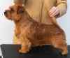 MAINLY INNOVATOR | Norfolk Terrier 