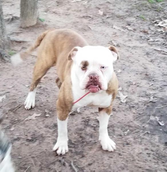 Valdez's Bully Marlie | American Bulldog 