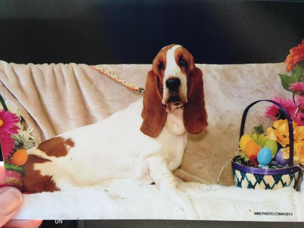 Brentley's Jelly Belly | Basset Hound 