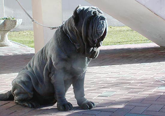 ZARA DEL GHENO | Neapolitan Mastiff 