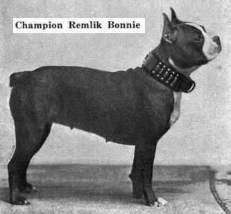 Remlik Bonnie | Boston Terrier 