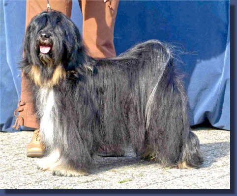 KASHI NOTORIUS FROM ALILAH | Tibetan Terrier 