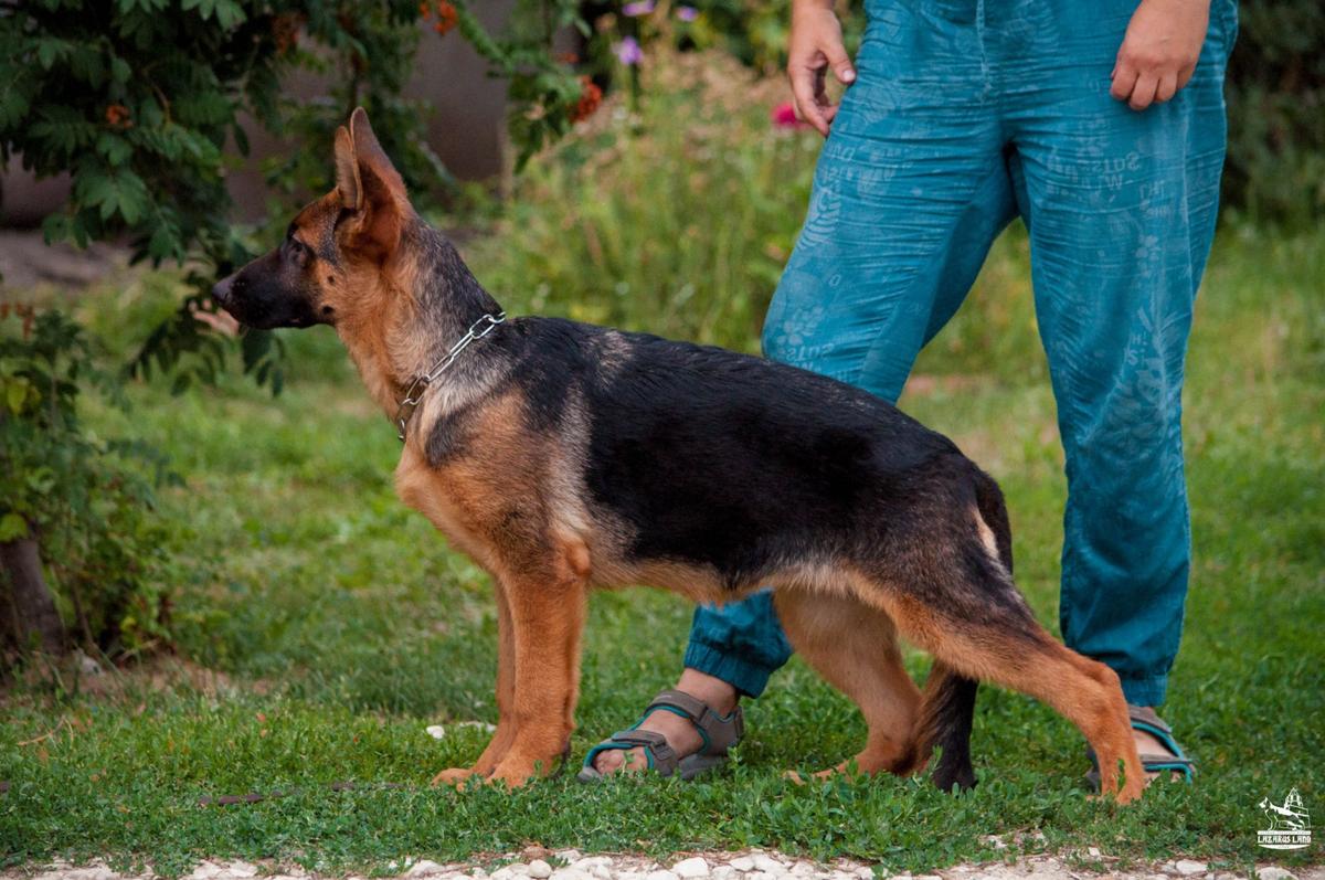 Lazarus Land Zhansaya Etel | German Shepherd Dog 