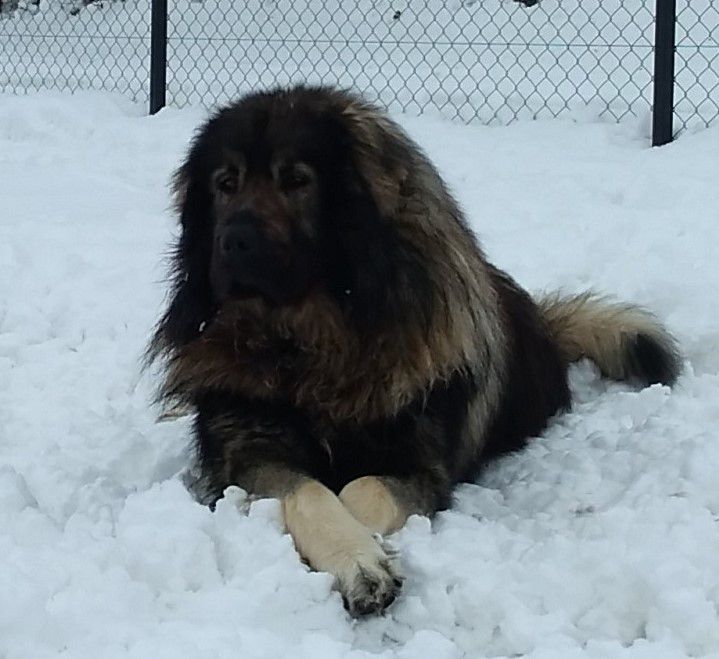 Balu Gazi Baba od Kragujevca | Yugoslavian Shepherd Dog-Sarplaninac 