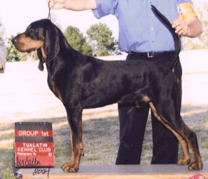 Windbourne Lethal Weapon | Black and Tan Coonhound 