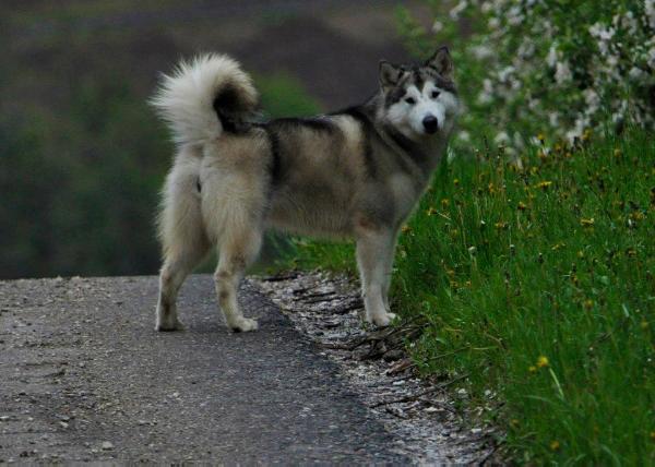 Lil'kim | Alaskan Malamute 