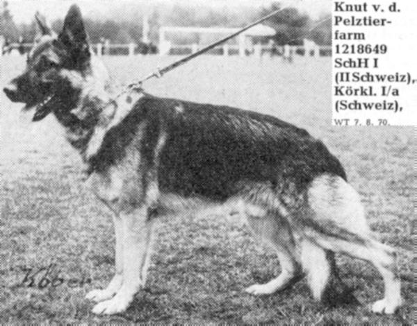 Knut von der Pelztierfarm | German Shepherd Dog 