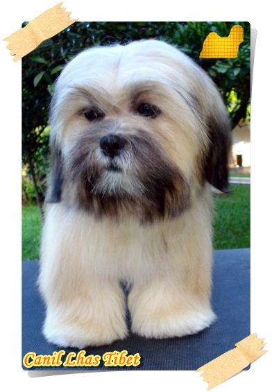 Jordana Chic Monthanun Lhas Tibet | Lhasa Apso 