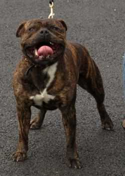 Deisestaff Pure and Simple | Staffordshire Bull Terrier 