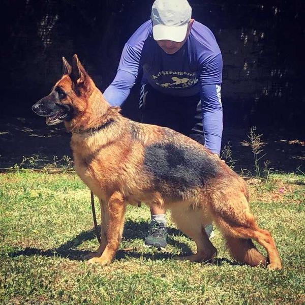 Baika Von Forbraz | German Shepherd Dog 