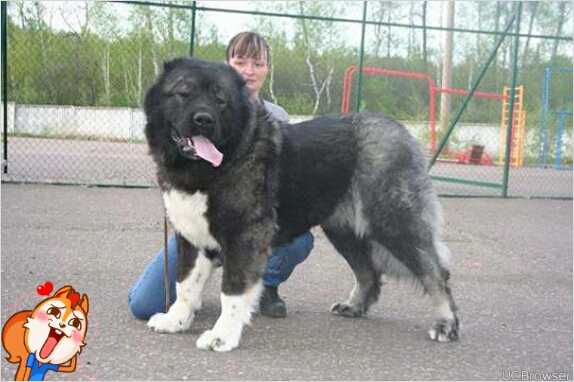 NENAGLYADNAYA PRINTSESSA NURI | Caucasian Mountain Dog 