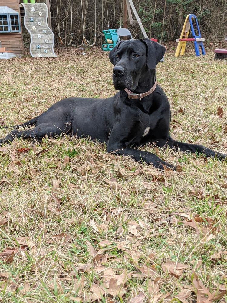 TOCGD Hamilton's Big boy cash | Great Dane 