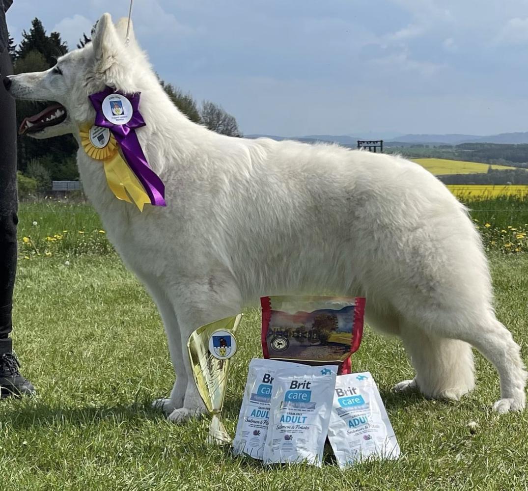 CAIRA ICE z Honezovického údolí | White Swiss Shepherd Dog 