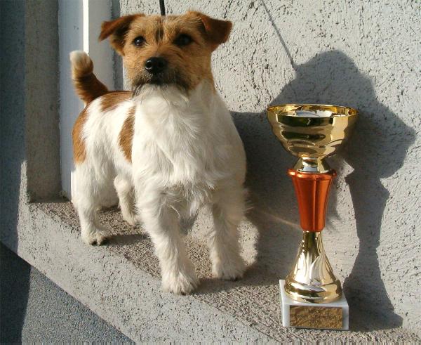 Jo-Jo-Juba thidalium | Jack Russell Terrier 