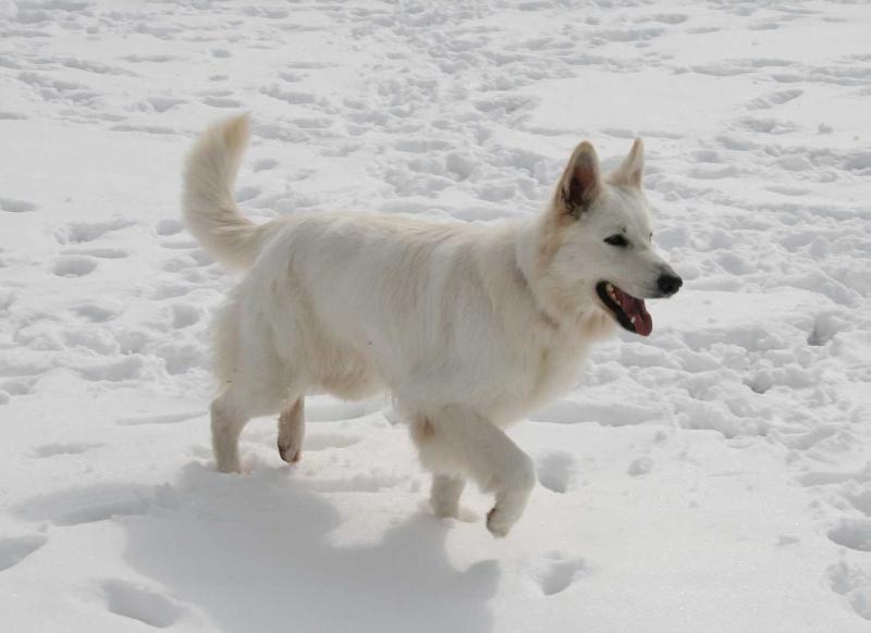 DALIA BLOOM | White Swiss Shepherd Dog 