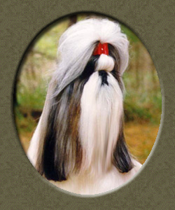 Bar-Lar Ming Dynasty's Trouble | Shih Tzu 