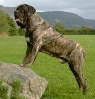 Bredwardine conqueror over Alonzobar | Mastiff 