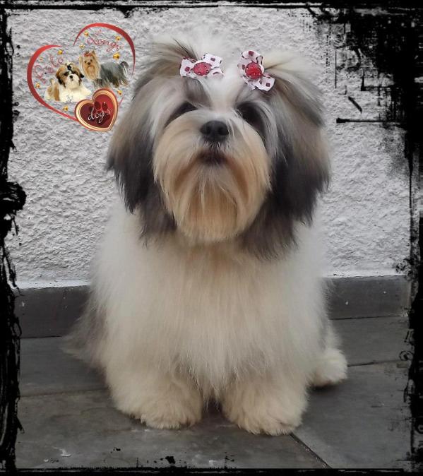 Lady Alicia La Mattina D'oro | Lhasa Apso 