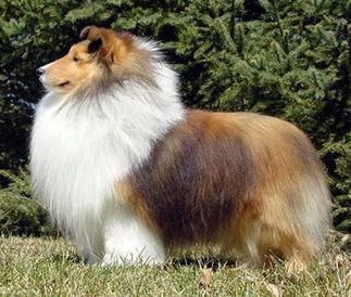 Laureate Landslide | Shetland Sheepdog 