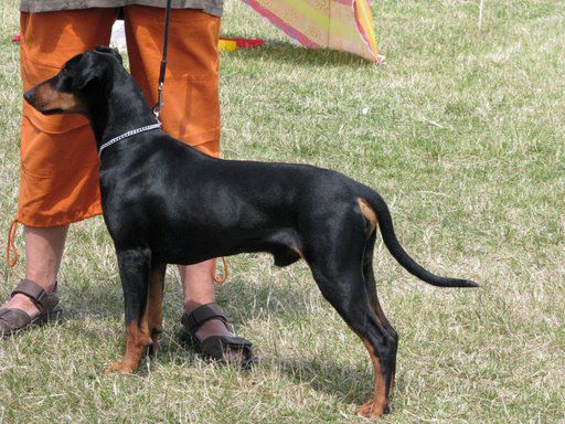 MARS Granda Wesolkow | German Pinscher 