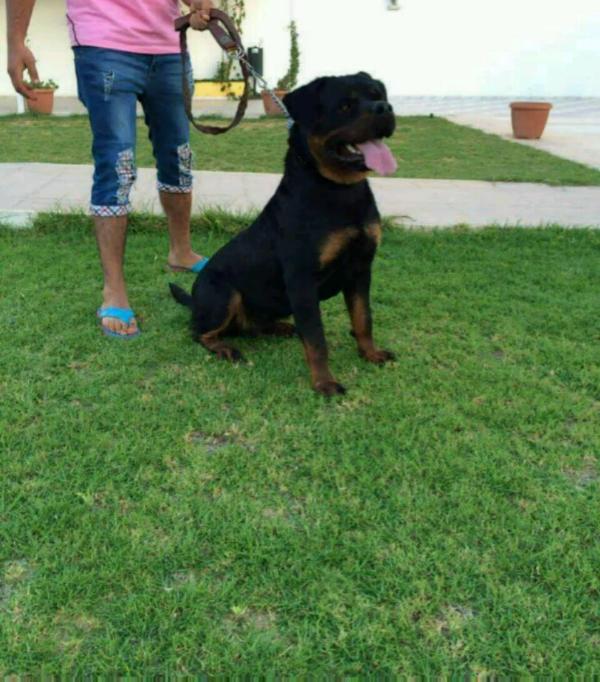 Rooney de domaine du princes | Rottweiler 