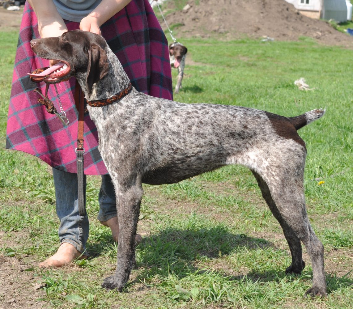 Hall's Olympia Von Greif | German Shorthaired Pointer 